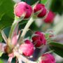 Malus ioensis 'Plena'