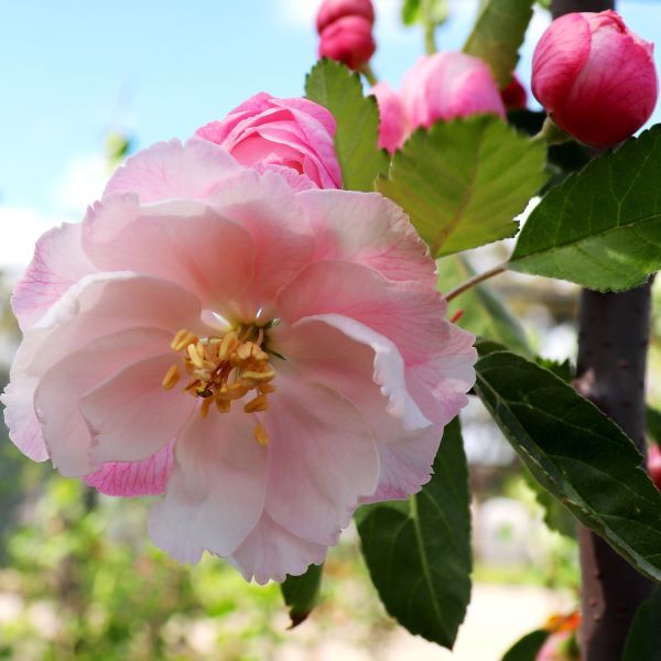 Malus ioensis 'Plena'