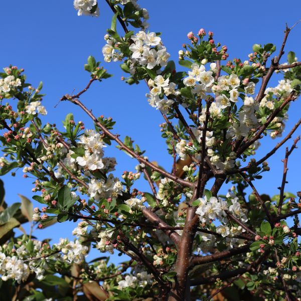 Malus sargentii Standard