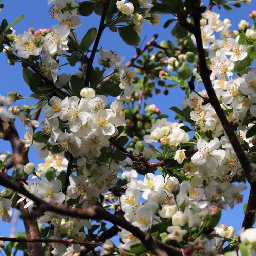 Malus sargentii Standard