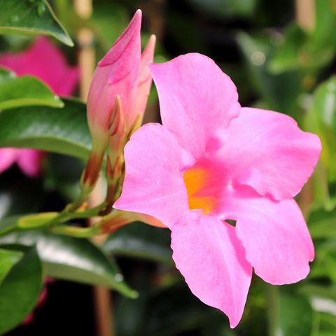 Mandevilla 'Aloha Pink Perfection' - Warners Nurseries