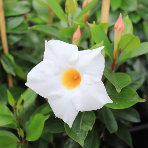 Mandevilla 'Aloha Bright White' pbr