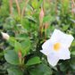 Mandevilla 'Aloha Bright White' pbr