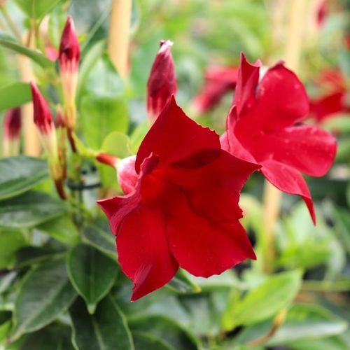 Mandevilla 'Aloha Burgundy' pbr