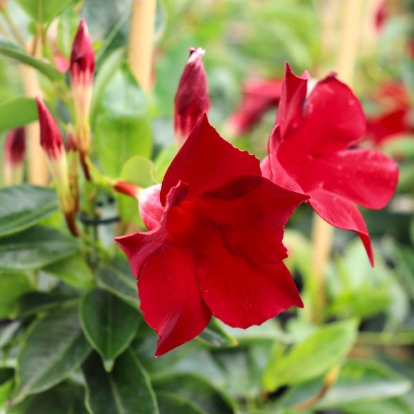 Mandevilla 'Aloha Burgundy' pbr