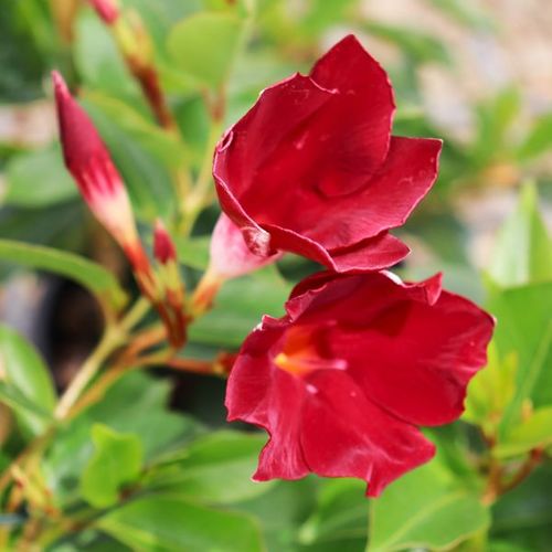 Mandevilla 'Aloha Burgundy' pbr