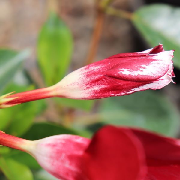 Mandevilla 'Aloha Burgundy' pbr