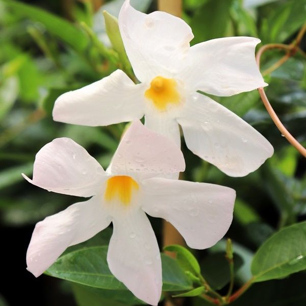 Mandevilla 'Aloha Petite White'
