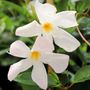 Mandevilla 'Aloha Petite White'