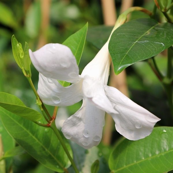 Mandevilla 'Aloha Petite White'