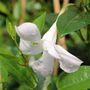 Mandevilla 'Aloha Petite White'