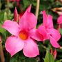 Mandevilla 'Aloha Pink Perfection'