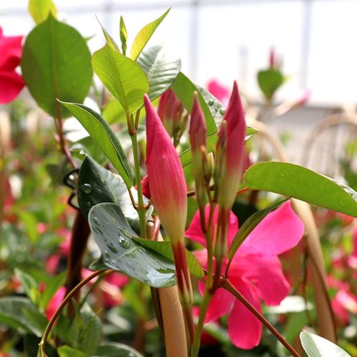 Mandevilla 'Aloha Pink Perfection'