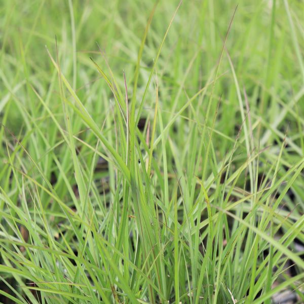 Miscanthus oligostachys 'Eileen Quinn'