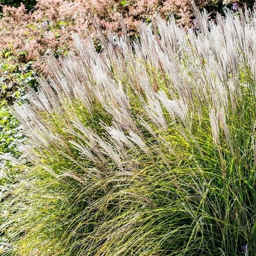 Miscanthus sinensis 'Adagio'