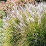 Miscanthus sinensis 'Adagio'