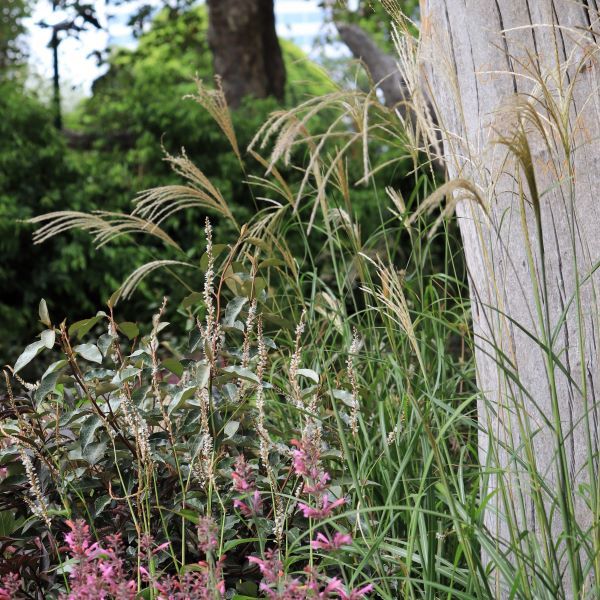 Miscanthus sinensis 'Adagio'