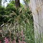 Miscanthus sinensis 'Adagio'