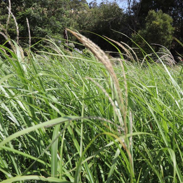 Miscanthus transmorrisonensis