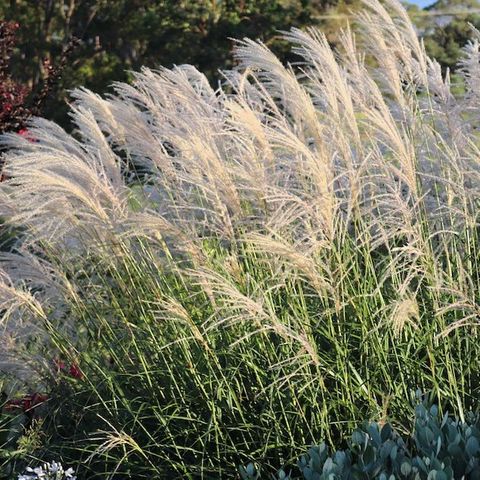 Miscanthus transmorrisonensis