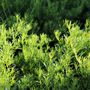 Myoporum parvifolium Fine Leaf