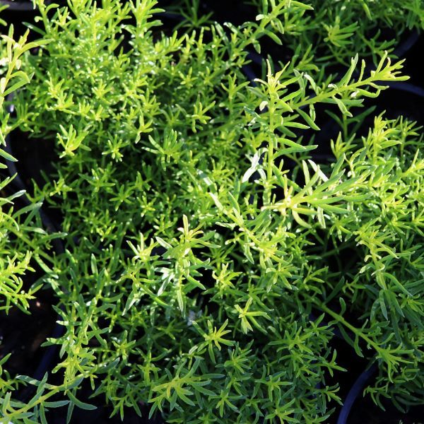 Myoporum parvifolium Fine Leaf