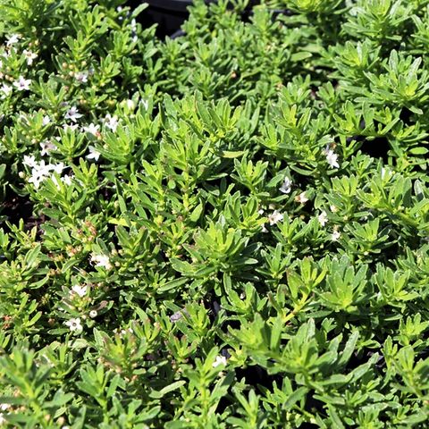 Myoporum parvifolium 'Yareena' pbr