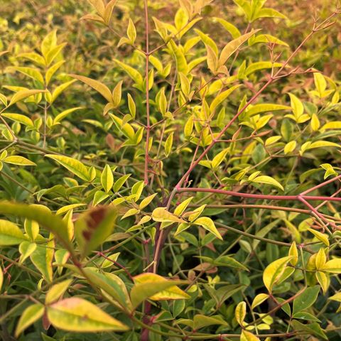 Nandina domestica