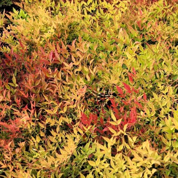 Nandina domestica