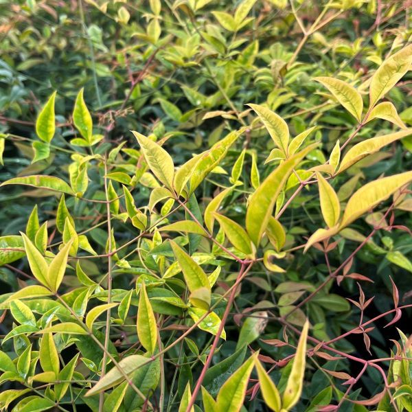 Nandina domestica