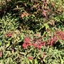 Nandina domestica