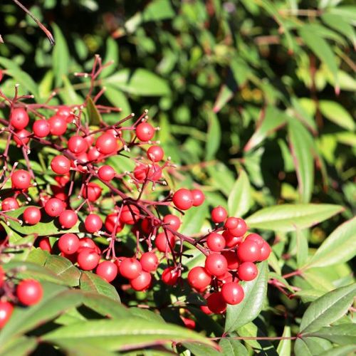 Nandina domestica