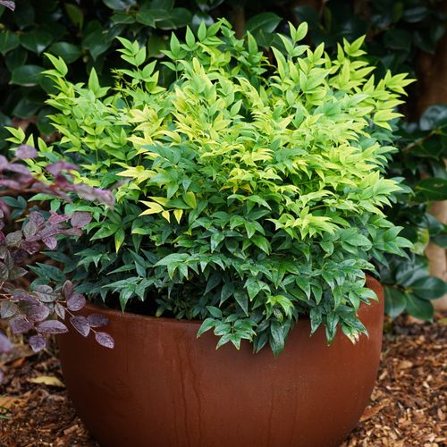 Nandina domestica  'Magical Lemon Lime' pbr