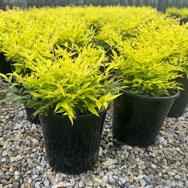 Nandina domestica  'Magical Lemon Lime' pbr