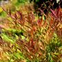 Nandina domestica 'Moon Bay'