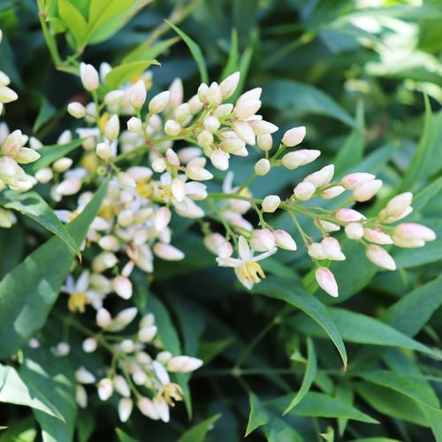 Nandina domestica 'Moon Bay'