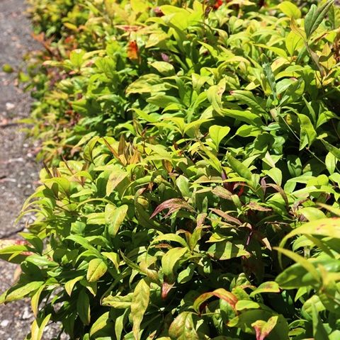 Nandina domestica Nana