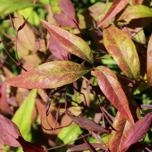 Nandina domestica Nana