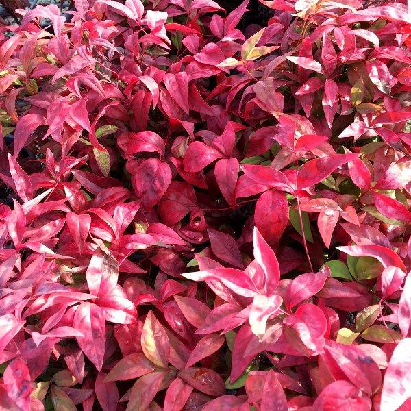 Nandina domestica Nana