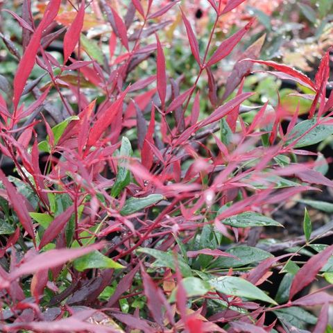 Nandina domestica 'Colourscape'