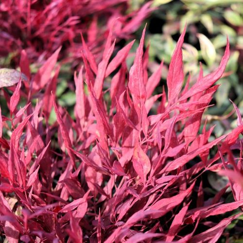 Nandina domestica 'Colourscape'