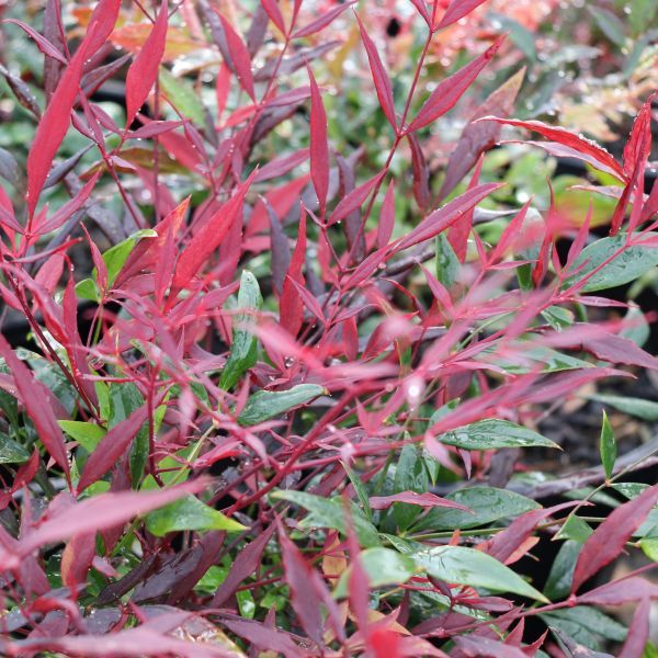 Nandina domestica 'Colourscape'