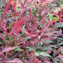 Nandina domestica 'Colourscape'