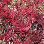 Nandina domestica 'Colourscape'