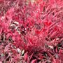 Nandina domestica 'Colourscape'