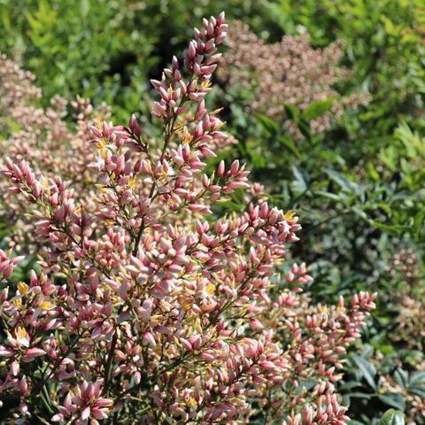 Nandina domestica 'Summer Sunset' pbr