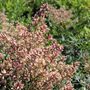 Nandina domestica 'Summer Sunset' pbr