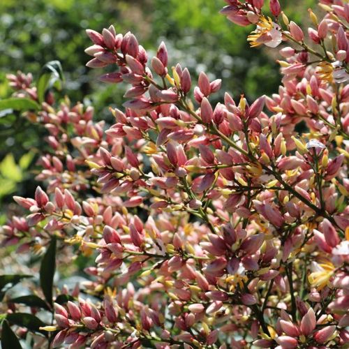 Nandina domestica 'Summer Sunset' pbr