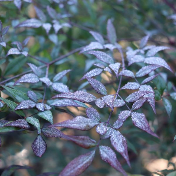 Nandina domestica 'Summer Sunset' pbr