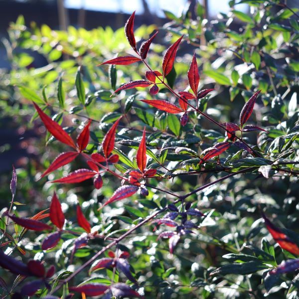 Nandina domestica 'Summer Sunset' pbr